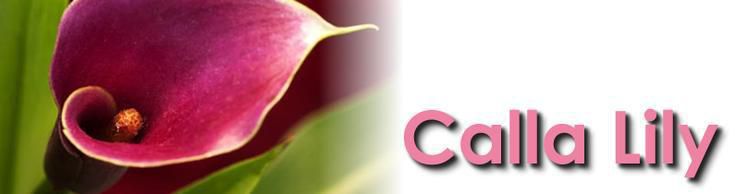 Calla Lily