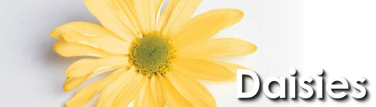 Daisy