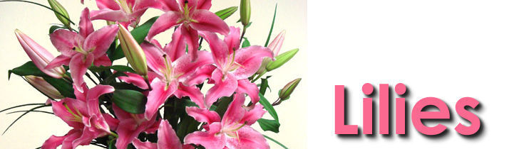 Lilies