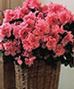 Flowering Plants