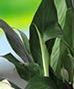 Green Plants