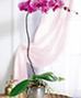 Exotic Orchids