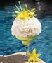 Summer Flowers