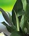 Green Plants