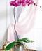 Exotic Orchids