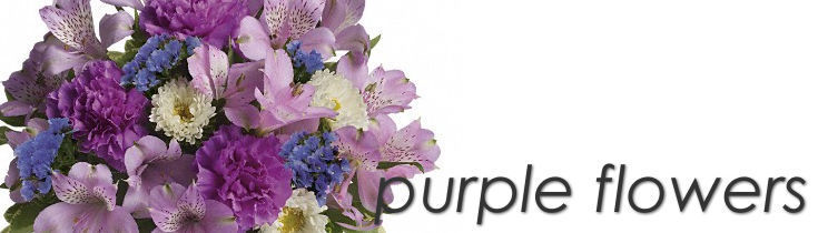 Purple Flowers