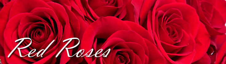 Red Roses