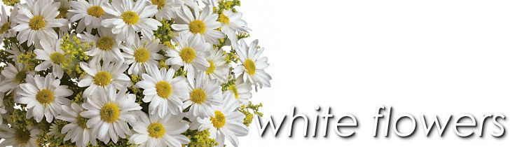 White Flowers