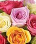 Roses