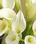 Sympathy Flowers