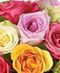 Roses