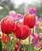 Spring Flowers
