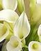 Sympathy Flowers