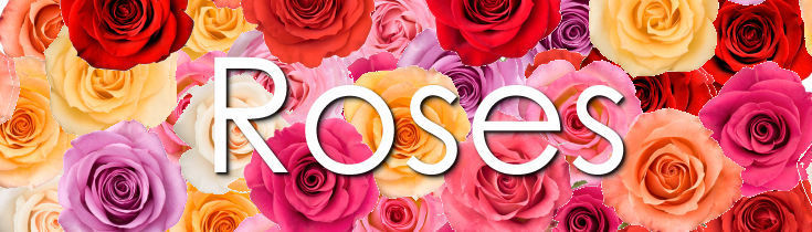 Roses