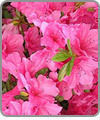 Azalea
