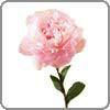 Peony