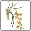 Orchid, Oncidium