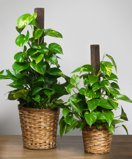 Pothos