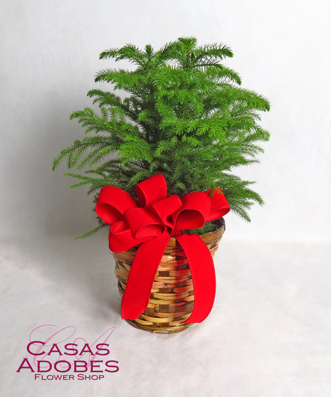 Norfolk Pine