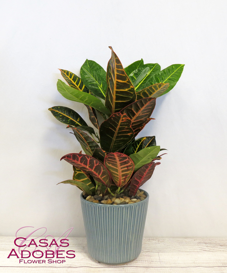 Croton