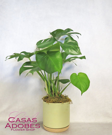 Monstera Deliciosa