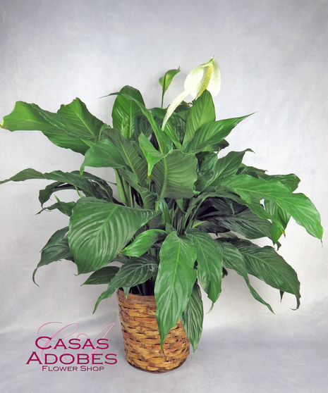 Peace Lily