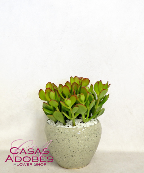 Jade  Plant