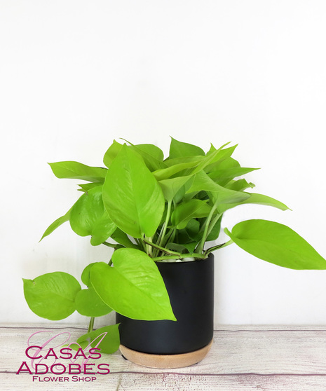 Neon Pothos