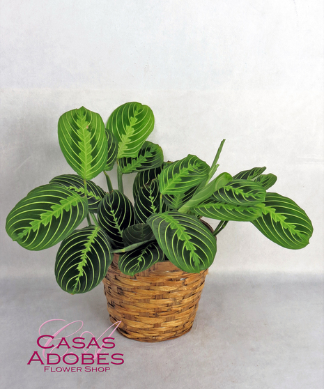 Prayer Plant