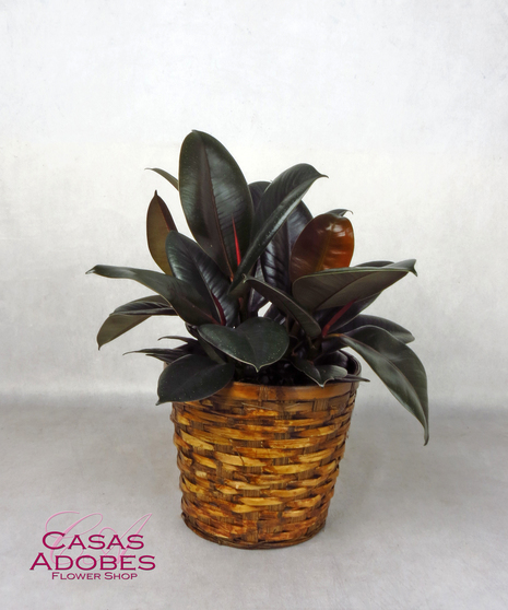 Burgundy Ficus