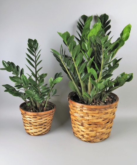 ZZ Plant