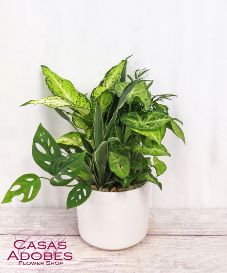 Lush Dishgarden Planter