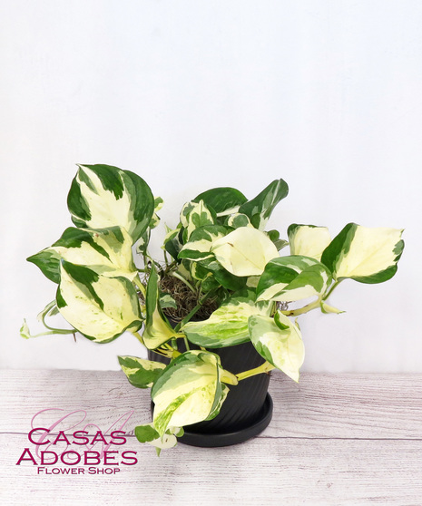 N'Joy Pothos