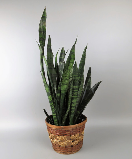 Sansevieria -  