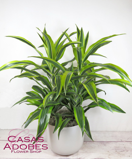 Lemon Lime Dracena plant in a basket 