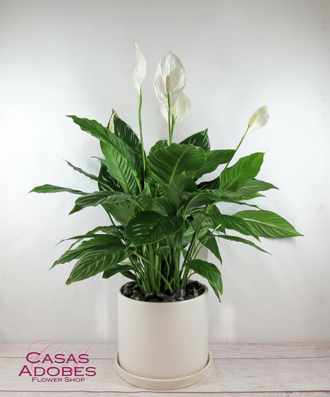 Green Plants