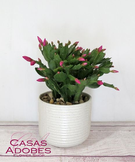 Easter Cactus in a wooden cube plant container