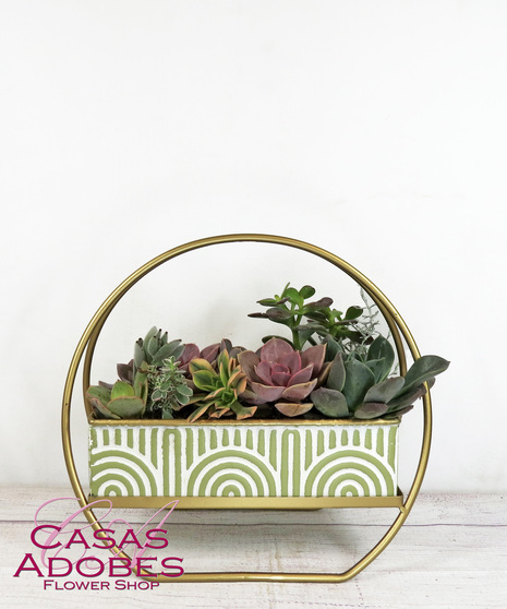 Modern Halo Succulent Garden