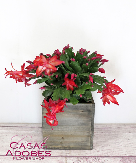Christmas Cactus