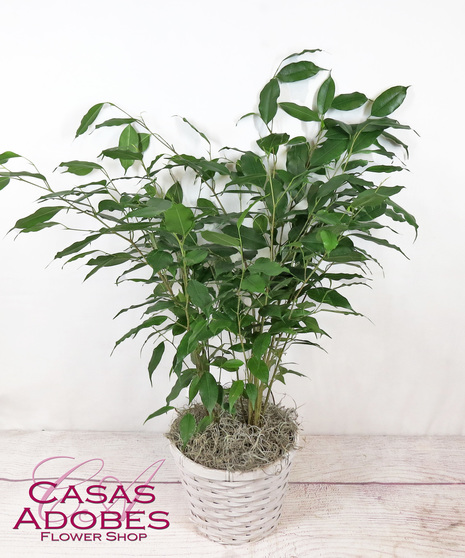 Ficus Benjamina Plant