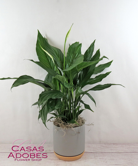 Green Plants