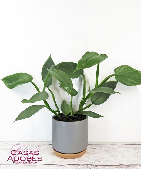 Silver Sword Philodendron