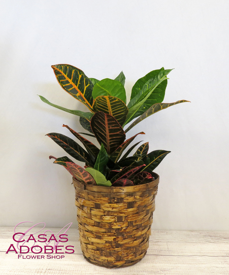 Croton Plant in a Basket