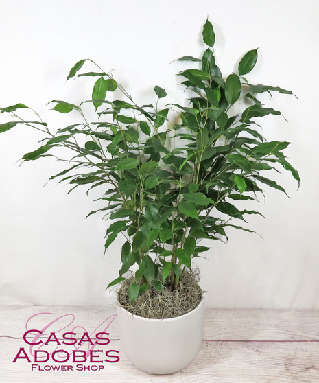Ficus Benjamina