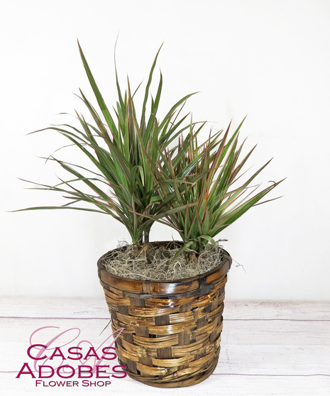 Dracaena Plant