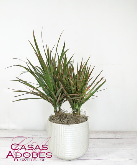 Dracaena Plant