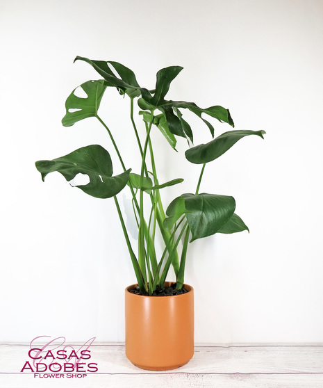 Monstera Deliciosa Plant - Buchanan's Native Plants