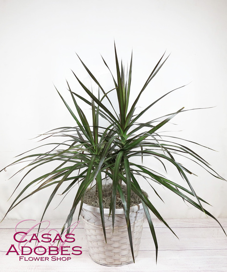 Dracaena Plant