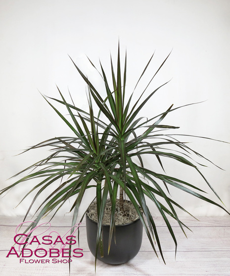 Dracaena Plant