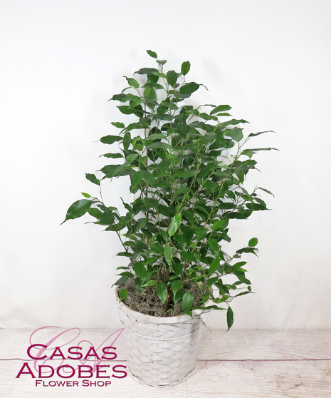 Ficus Benjamina Plant